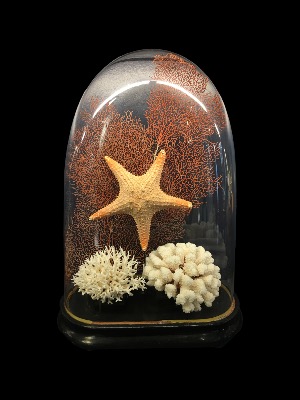 Globe en verre ancien avec étoile de mer et coraux sur fond noir  