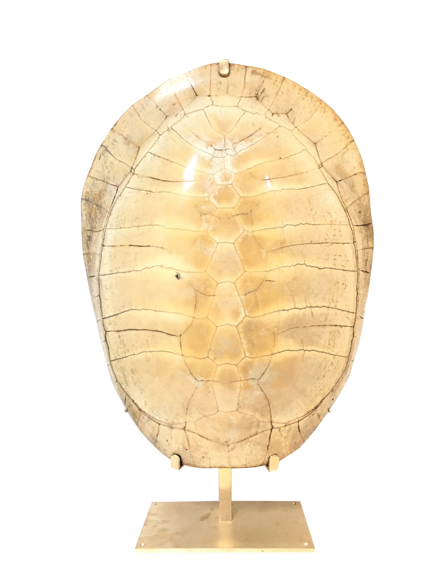 Carapace de tortue soclée sur base en laiton finition dorée sur fond blanc