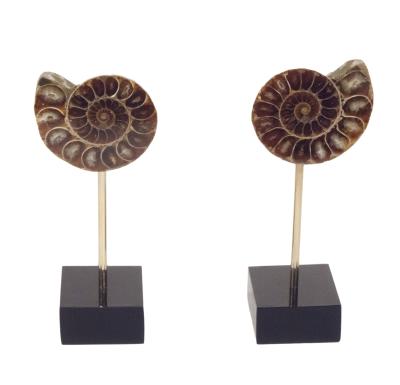 Deux parties d'une ammonite fossilisée sur bases onyx et tiges laiton sur fond blanc