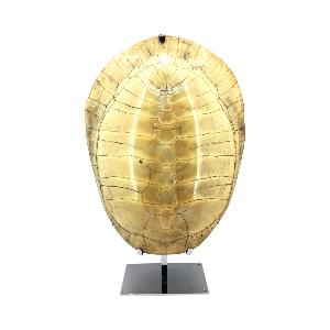 carapace de tortue blanche sur un socle chrom