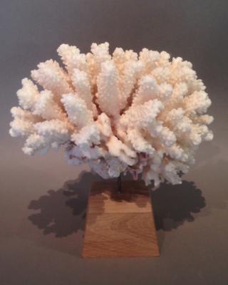 Beau corail blanc fixé par perçage sur tige insérée dans un bloc en bois sur fond gris