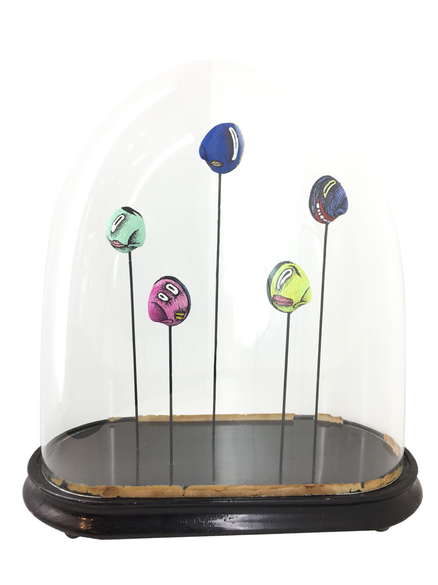 Composition avec 5 coquillages peints sur tiges acier sous globe en verre ancien à base noire sur fond blanc