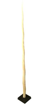 Dent de narval fixée à la verticale sur base en bois nori sur fond blanc