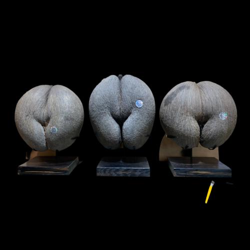 socle sur mesure bois et acier pour coco fesse 