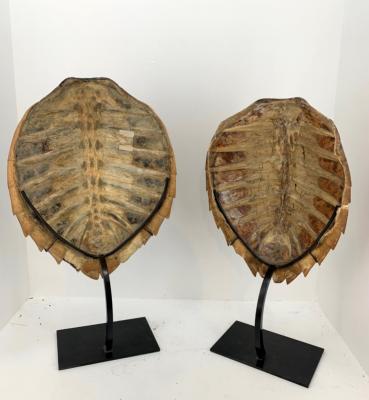DEux carapaces de tortues sur socles sur mesure détail du dos