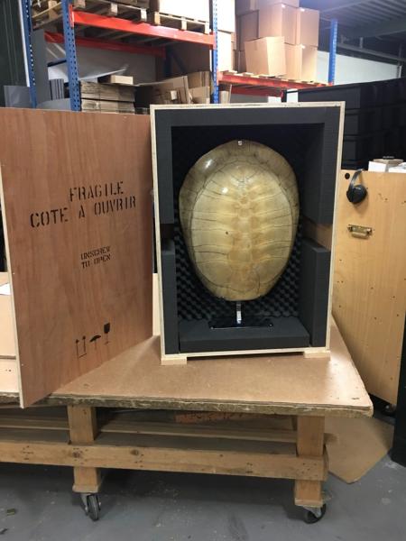 carapace de tortue dans une caisse en bois 