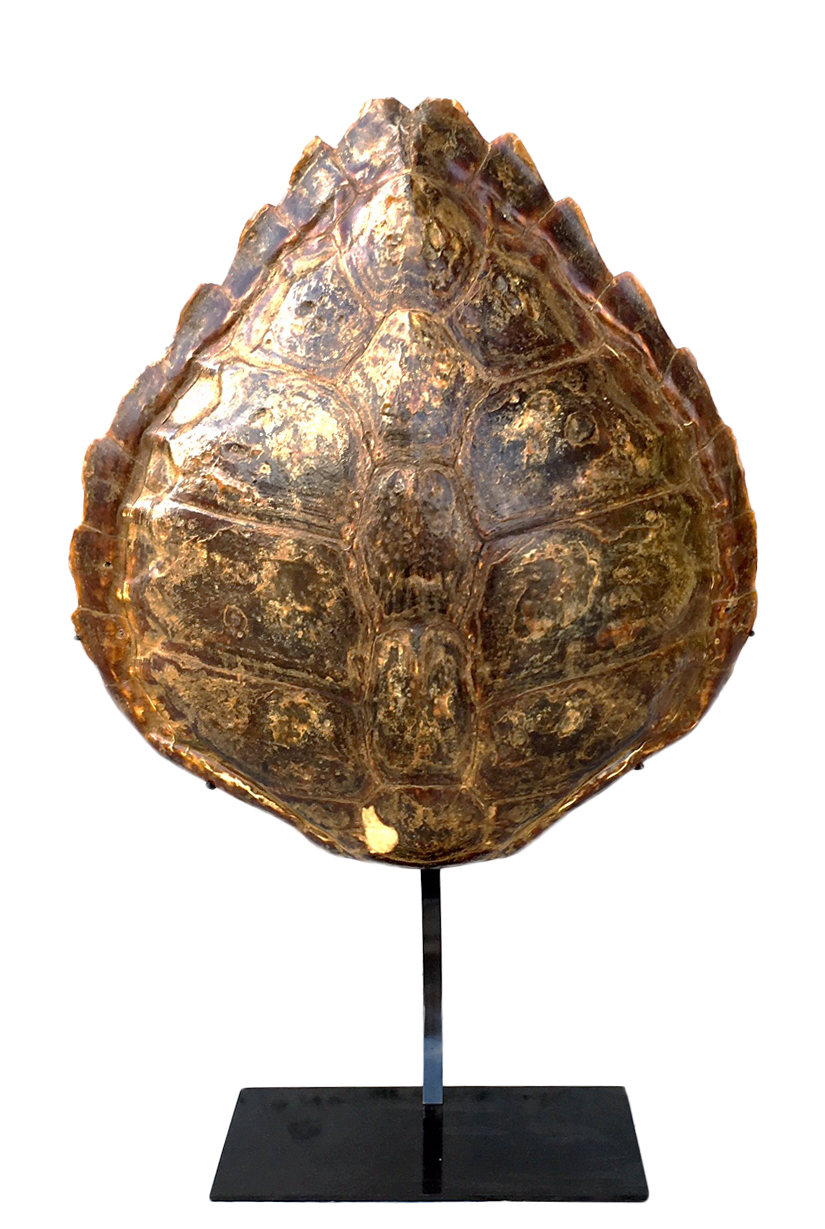 carapace de tortue sur un socle en acier noir 