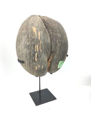 Coco fesse brute sur socle acier noir sur fond blanc vue de face