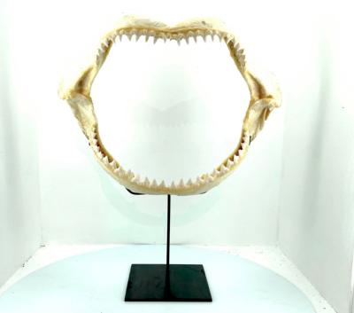 Mâchoire de requin avec rangées de dents sur socle acier nior sur mesure sur fond blanc de face