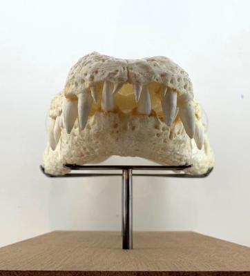 Mâchaire de crocodile vue de face sur socle mixte, base bois brut et structure sur mesure