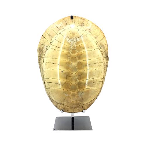 Carapace de tortue blanche sur un socle en laiton chrome 